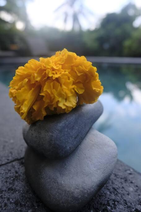 Umah Kemuning Near To Central Ubud 외부 사진